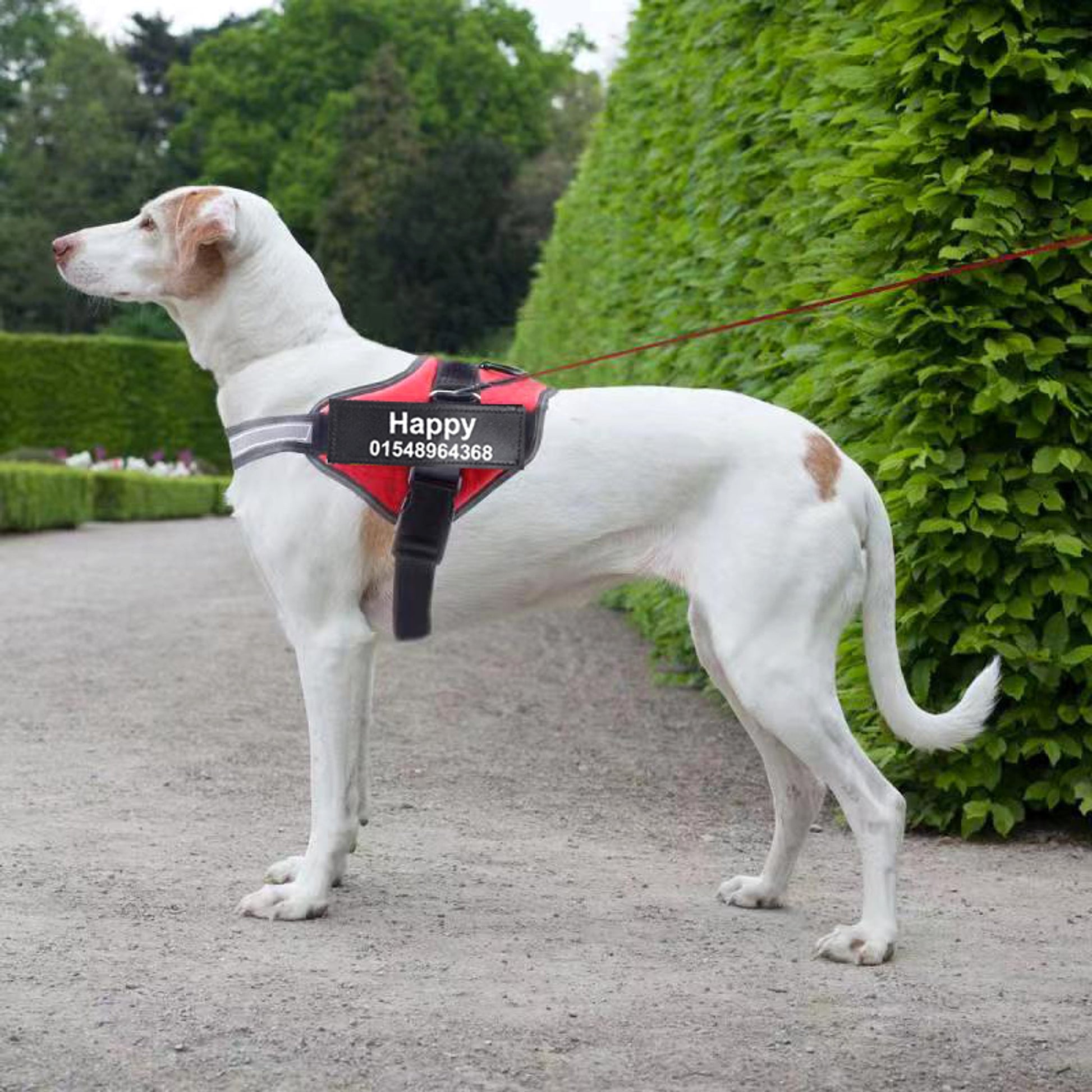 PawSecure™ – Custom No-Pull Dog Harness with Reflective Patch - enhanced image 1